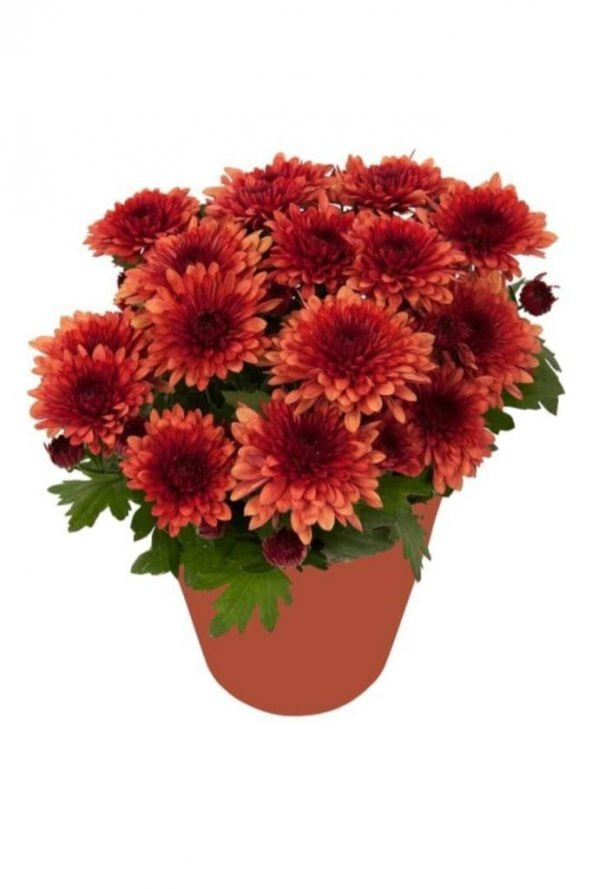 Kırmızı Kasımpatı Krizantem Hüzün Çiçeği 5-10 Cm Chrysanthemum