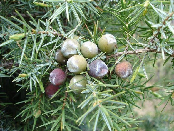 Boz Ardıç Fidanı 2-3 Yaş 15-25 Cm 5 Adet Juniperus Excelsa