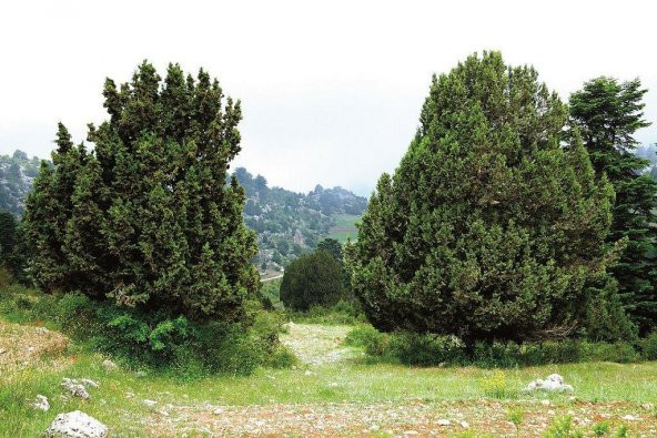 Boz Ardıç Fidanı 2-3 Yaş 15-25 Cm 2 Adet Juniperus Excelsa