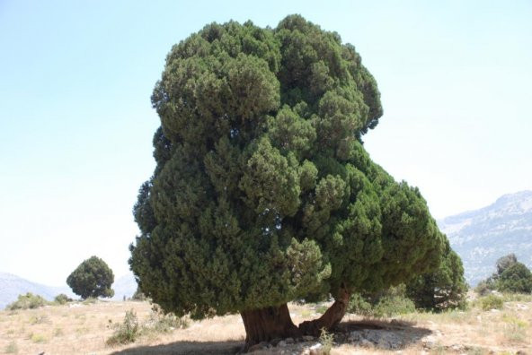Boz Ardıç Fidanı 2-3 Yaş 15-25 Cm 1 Adet Juniperus Excelsa