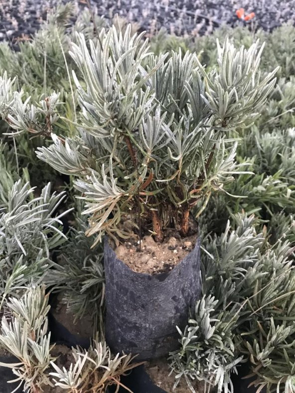 Bahçe Tipi Lavanta Fidanı 2 Adet 15-25 Cm İntermedia