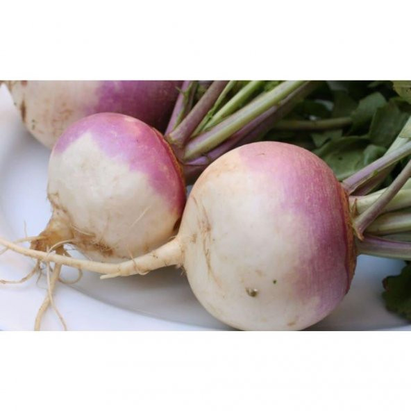 Şalgam Turp Tohumu 10 Gr Turnip Radish Seed