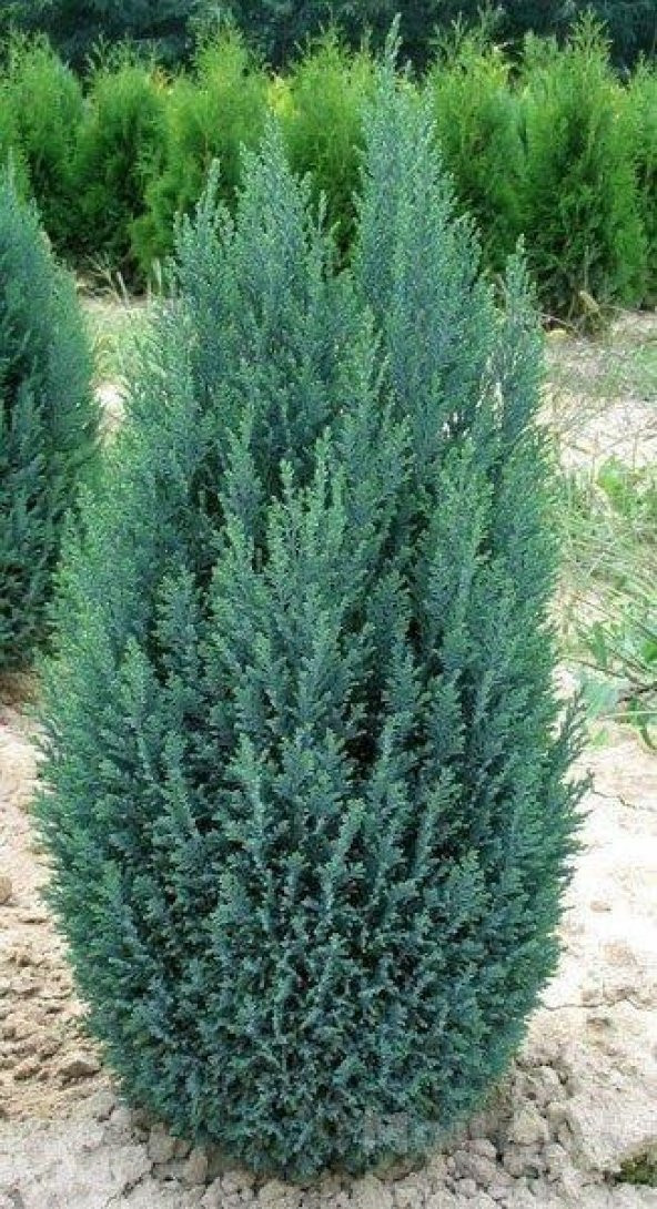 Mavi Elwoodi 30-40 Cm Chamaecyparis Lawsoniana Ellwoodii - 1