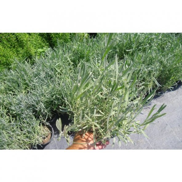 Lavanta Fidanı Saksılı 20 - 30 cm 3lü - 2