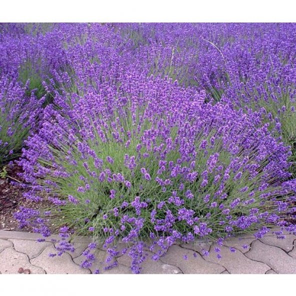 Lavanta Fidanı Saksılı 20 - 30 cm 3lü - 4