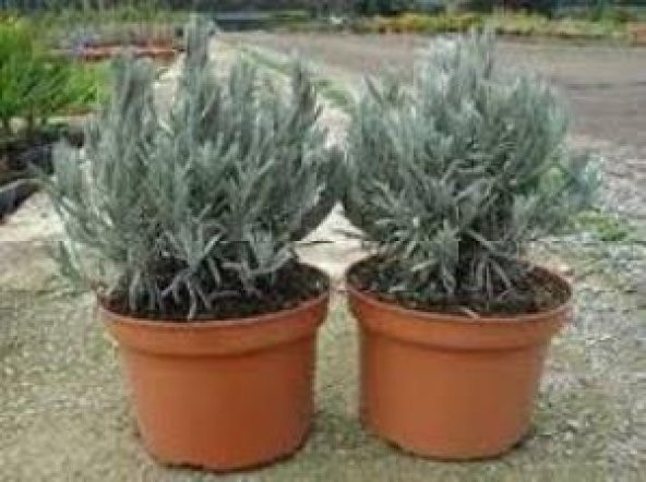 Saksılı Lavanta Fidanı 3 Adet 30-40 cm (Lavandula intermedia)