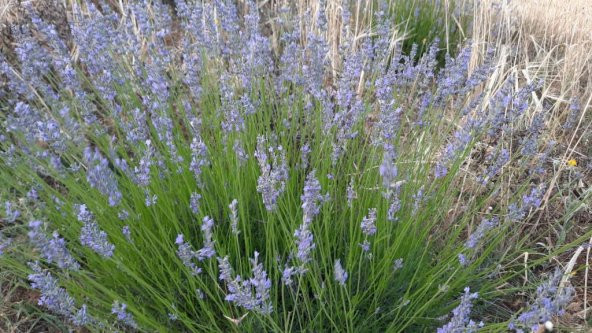 Bahçe Tipi Lavanta Fidanı 3 Adet 15-25 Cm İntermedia - Resim 2