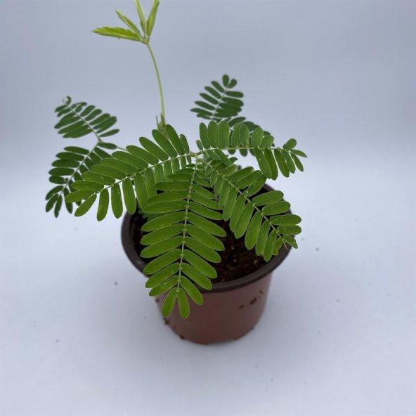 Tüplü Mini Boy Küstüm Çiçeği Fidanı Fidesi 3-13 Cm