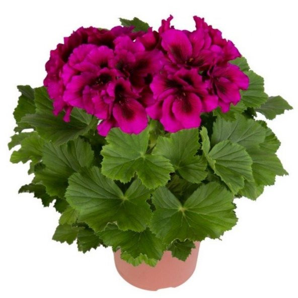 Saksılı Koyu Çingene Pembe Sardunya Çiçeği 10-20 Cm