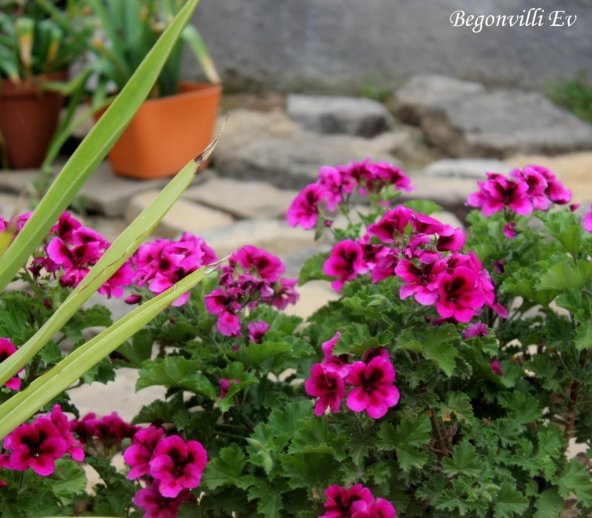 Saksılı Koyu Çingene Pembe Sardunya Çiçeği 10-20 Cm - 3