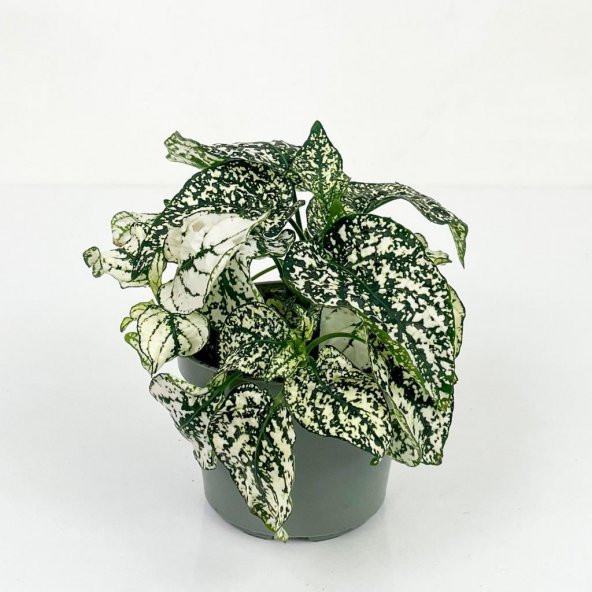Saksılı Fittonia Hostes Çiçeği Çilli Yaprak Güzeli Yeşil Beyaz
