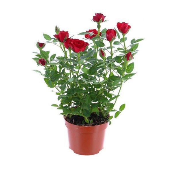 Yediveren Kırmızı Gül Fidanı 1 Adet 30-50 Cm Yediveren Red Rose