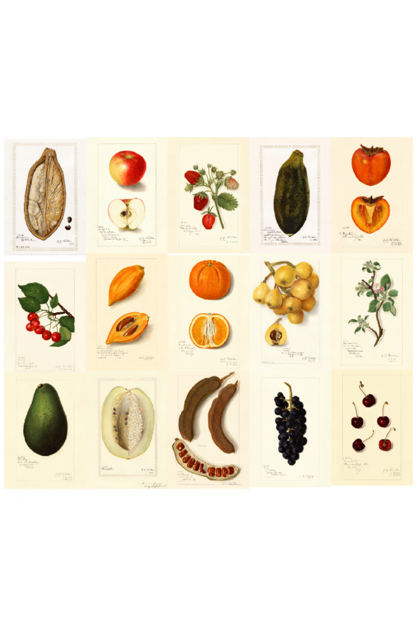 Newton-Meyveler-Poster Duvar Kağıdı Seti ürün görseli