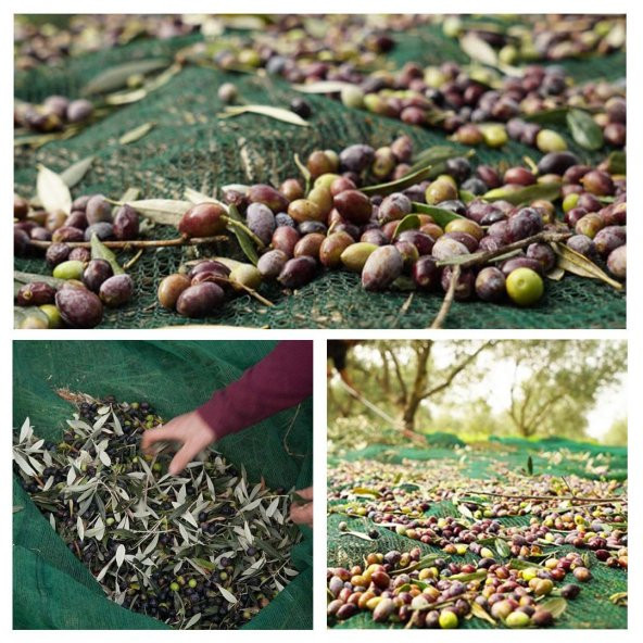 5X6 METRE ZEYTİN SERGİSİ ZEYTİN TOPLAMA FİLESİ FINDIK FISTIK ÖRTÜSÜ 75 GÖLGELİK DUT MEYVE SERGİSİ TABAN ÖRTÜSÜ ürün görseli 1
