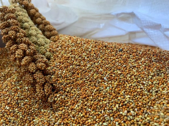 Dal Darıdan Elenmiş Kızıldarı (Elenmiş Kızıl Darı ) 250gr