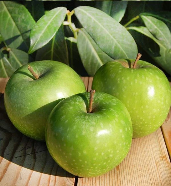 Granny Smith Elma Fidanı