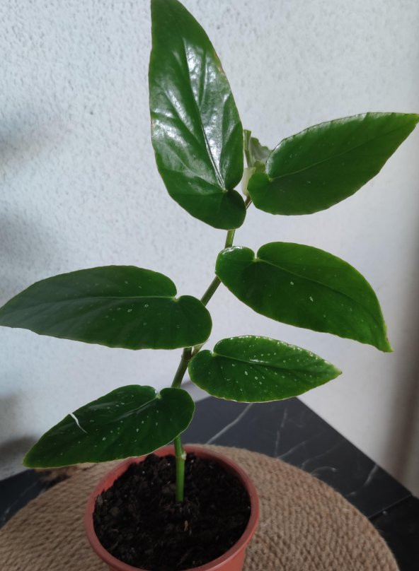 begonıa söğüt 25-35 cm - 2