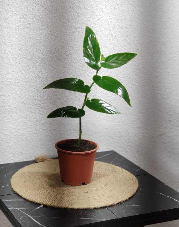 begonıa söğüt 25-35 cm - 3