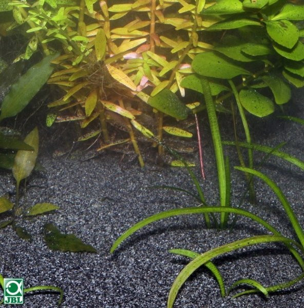 Jbl Sansibar Dark Nehir Kumu 0,2-0,5Mm 10 Kg - 7
