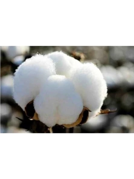 Karı Koca Yastığı, Doğal Pamuk Yastık, Double Size Uzun Maxi Boy Yastık (50x150) - 5