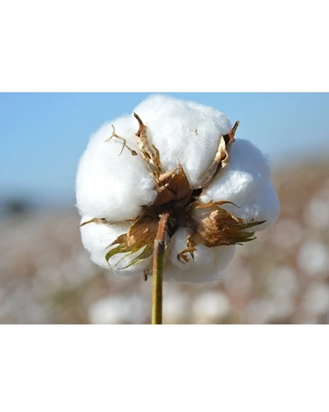 Karı Koca Yastığı 50x150, Pamuklu, Double Size Uzun Maxi Boy Yastık (50x150) - 4