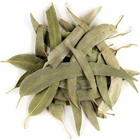OKALİPTUS YAPRAĞI 100 GR