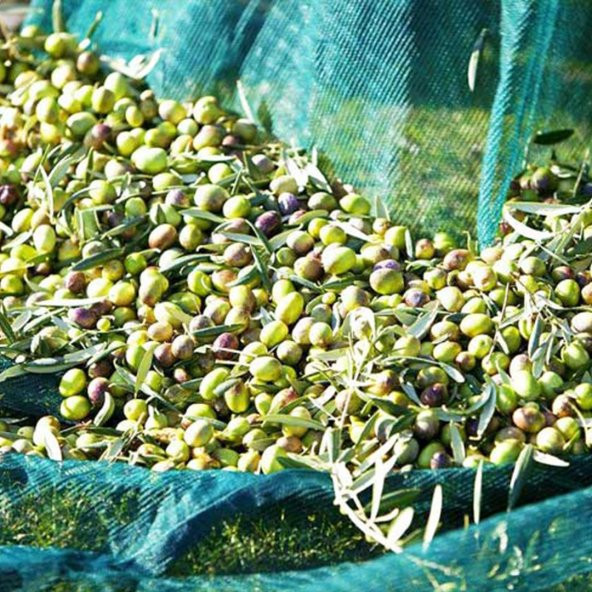 ZEYTİN HASAT PAKETİ 4X6 ZEYTİN SERGİSİ, 3 ADET ZEYTİN TIRMIĞI, ZEYTİN TOPLAMA EKİPMANLARI - 3