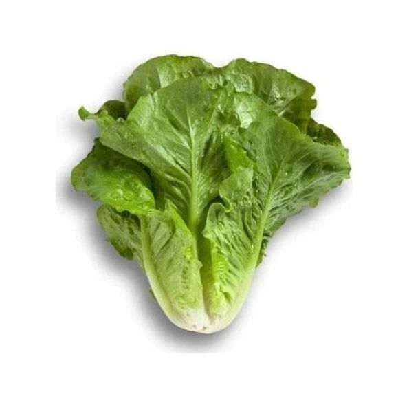 Yerli Ata Tohumu Yedikule Marul 500 Adet ürün görseli 1