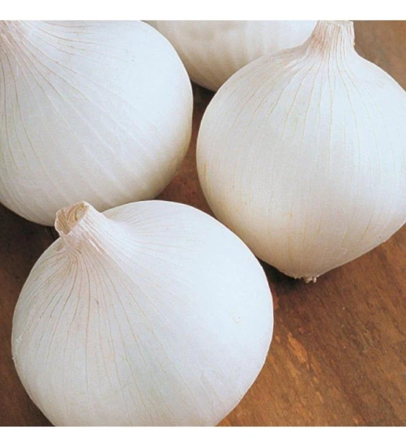 Yerli Ata Tohumu Beyaz Soğan 50 Adet ürün görseli 1