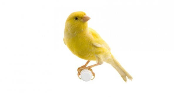 Pro-Biflor - Dog, Cat, Bird, Chicken, Pigeon İçin Probiyotik 100 ML - 7