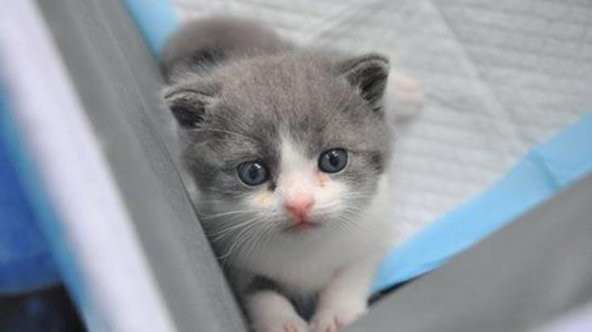 Chondro-Cat Kedi Eklem Güçlendirici Glukozamin Kondroitin 100 ML