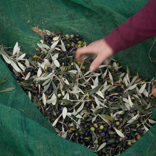 3X3 Metre Zeytin Sergisi Zeytin Toplama Filesi Fındık Fıstık Örtüsü Gölgelik Dut Meyve Sergisi Taban Örtüsü - Resim 6
