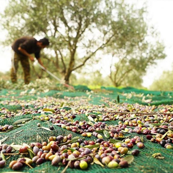 3X5 METRE ZEYTİN SERGİSİ ZEYTİN TOPLAMA FİLESİ FINDIK FISTIK ÖRTÜSÜ GÖLGELİK DUT MEYVE SERGİSİ TABAN ÖRTÜSÜ