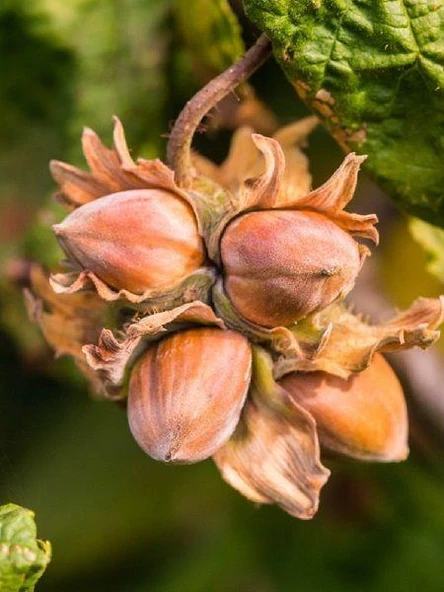 Fındık Fidanı Giresun Yağlısı, 80-100 cm, Torbalı - 2