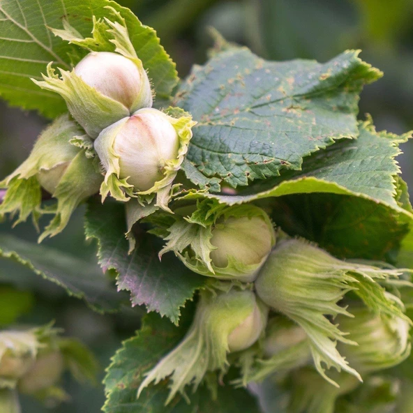 Fındık Fidanı Tombul Uzun, 60-70 cm, Torbada ürün görseli