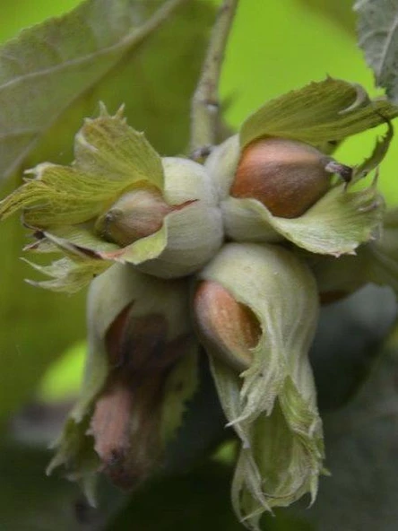 Fındık Fidanı Mincane (Sarı Yağlı), 80-100 cm, Torbada ürün görseli