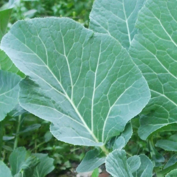 Yerli Ata Tohumu Karadeniz Lahanası 100 Adet ürün görseli 1