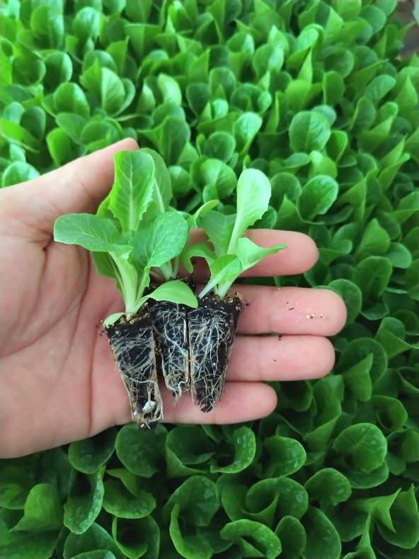 20 Adet Düz & Kıvırcık Marul Fidesi - 3