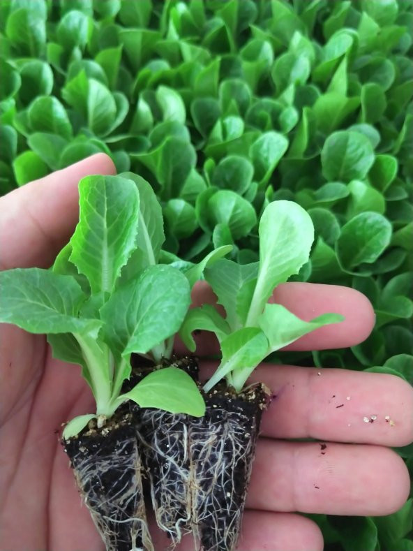 20 Adet Düz & Kıvırcık Marul Fidesi - 4