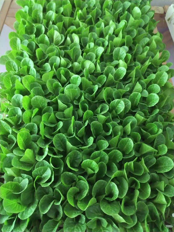 20 Adet Düz & Kıvırcık Marul Fidesi - 5