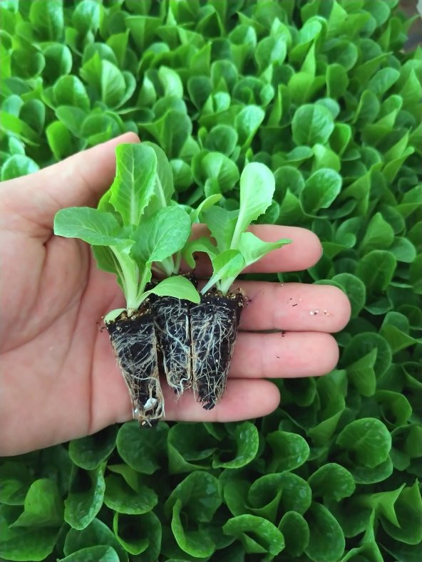 20 Adet Düz & Kıvırcık Marul Fidesi