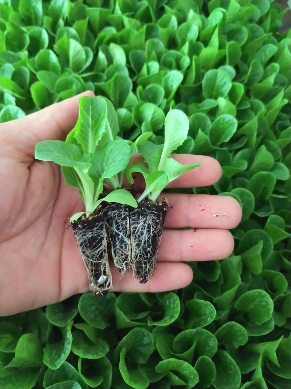 20 Adet Düz & Kıvırcık Marul Fidesi - 2