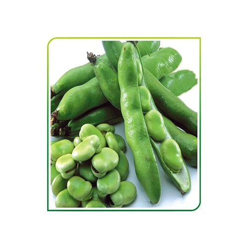 Yerli Ata Tohumu Sakız Bakla 50 Gr ürün görseli 1