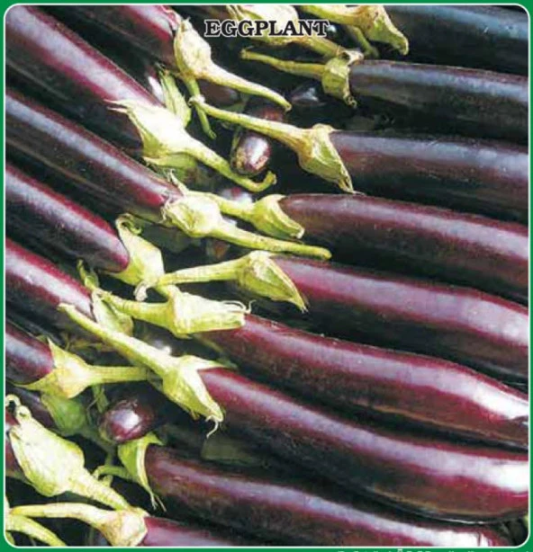 Yerli Ata Tohumu Halep Karası Patlıcan 50 Adet ürün görseli 1