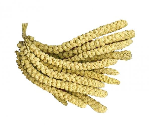 Doğal Dal Darı Sarı Dal Darı 100 Gr