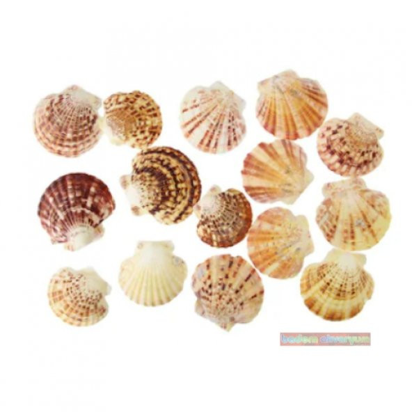 İstiridye Deniz Kabuğu İstiridye Kabuğu Doğal Mercan Rengi Desenli