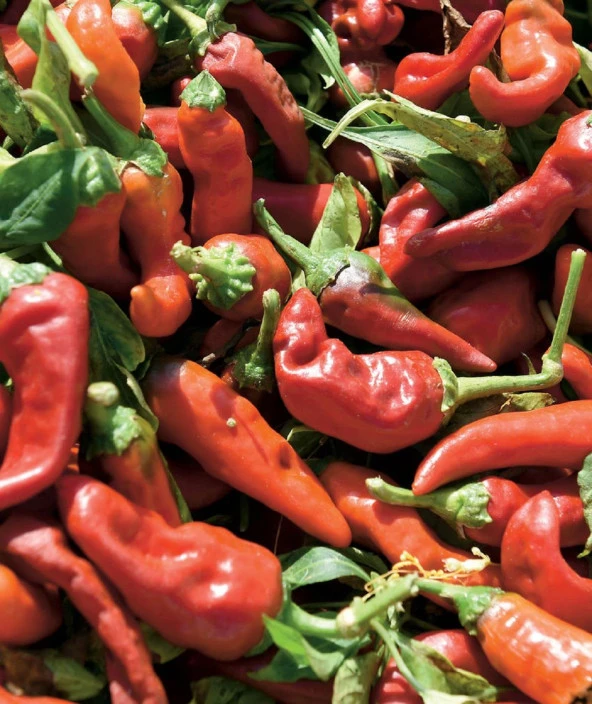 Yerli Ata Tohumu Közlemelik Pat Biber 100 Adet ürün görseli 1