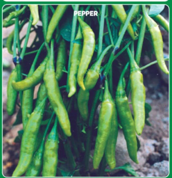 Yerli Ata Tohumu Süs Biberi Aşağıbakan 50 Adet ürün görseli 1