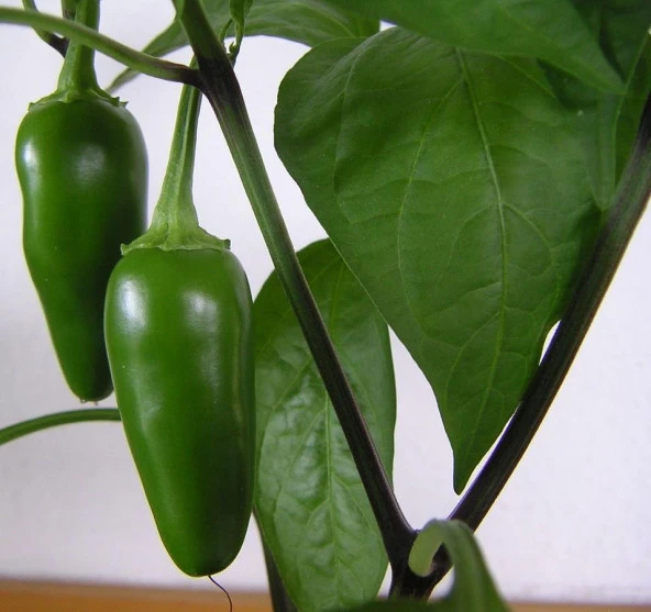 Yerli Ata Tohumu Jalepone Biberi 25  Adet ürün görseli 1