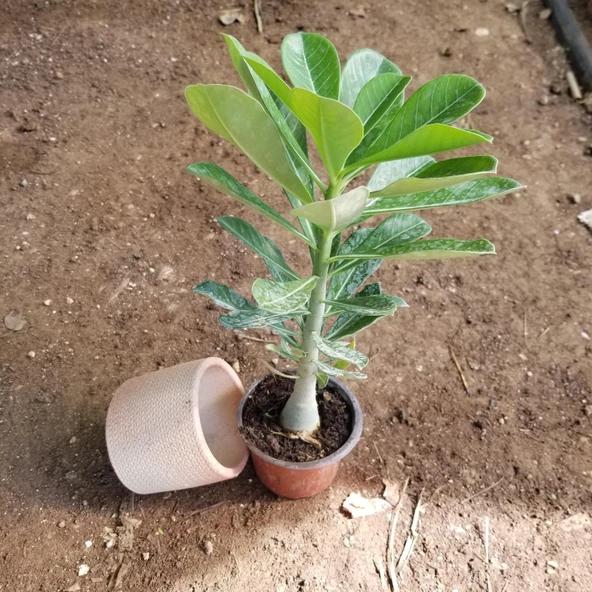 Büyük Boy Arabic Adenium Çöl Gülü Çiçeği Fidanı (Çiçek Açma Yaşında) - 2